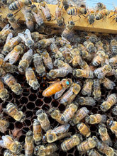 Load image into Gallery viewer, Italian (Cordovan) Queen bees
