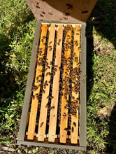 Load image into Gallery viewer, 5 Frame Nuc with Live Cordovan Italian Bees (Pre order)