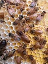 Load image into Gallery viewer, Italian (Cordovan) Queen bees