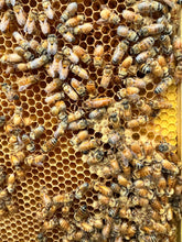 Load image into Gallery viewer, Italian (Cordovan) Queen bees
