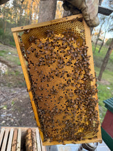Load image into Gallery viewer, 5 Frame Nuc with Live Cordovan Italian Bees
