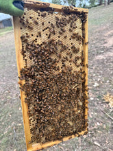 Load image into Gallery viewer, 5 Frame Nuc with Live Cordovan Italian Bees
