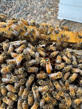 Load image into Gallery viewer, Italian (Cordovan) Queen bees
