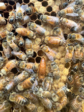 Load image into Gallery viewer, 5 Frame Nuc with Live Cordovan Italian Bees
