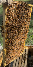 Load image into Gallery viewer, 5 Frame Nuc with Live Cordovan Italian Bees
